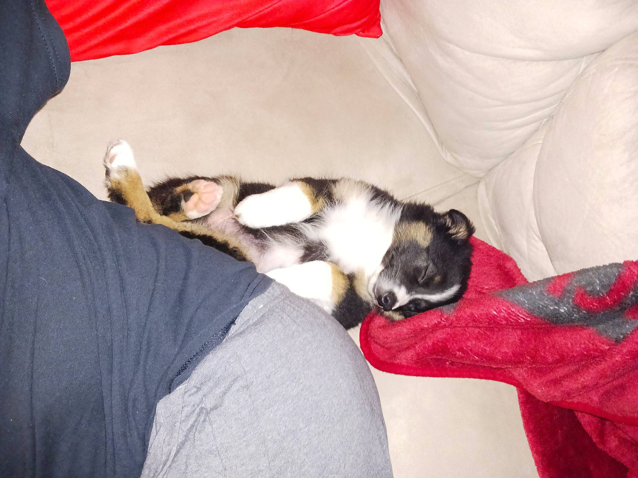 Kobe joined the competition — help win amazing prizes! canidae, carnivore, claw, comfort, companion_dog, couch, dog_breed, domestic_short_haired_cat, fawn, felidae, fur, linens, nap, paw, schnauzer, small_to_medium_sized_cats, sporting_group, tail, toy_dog, whiskers