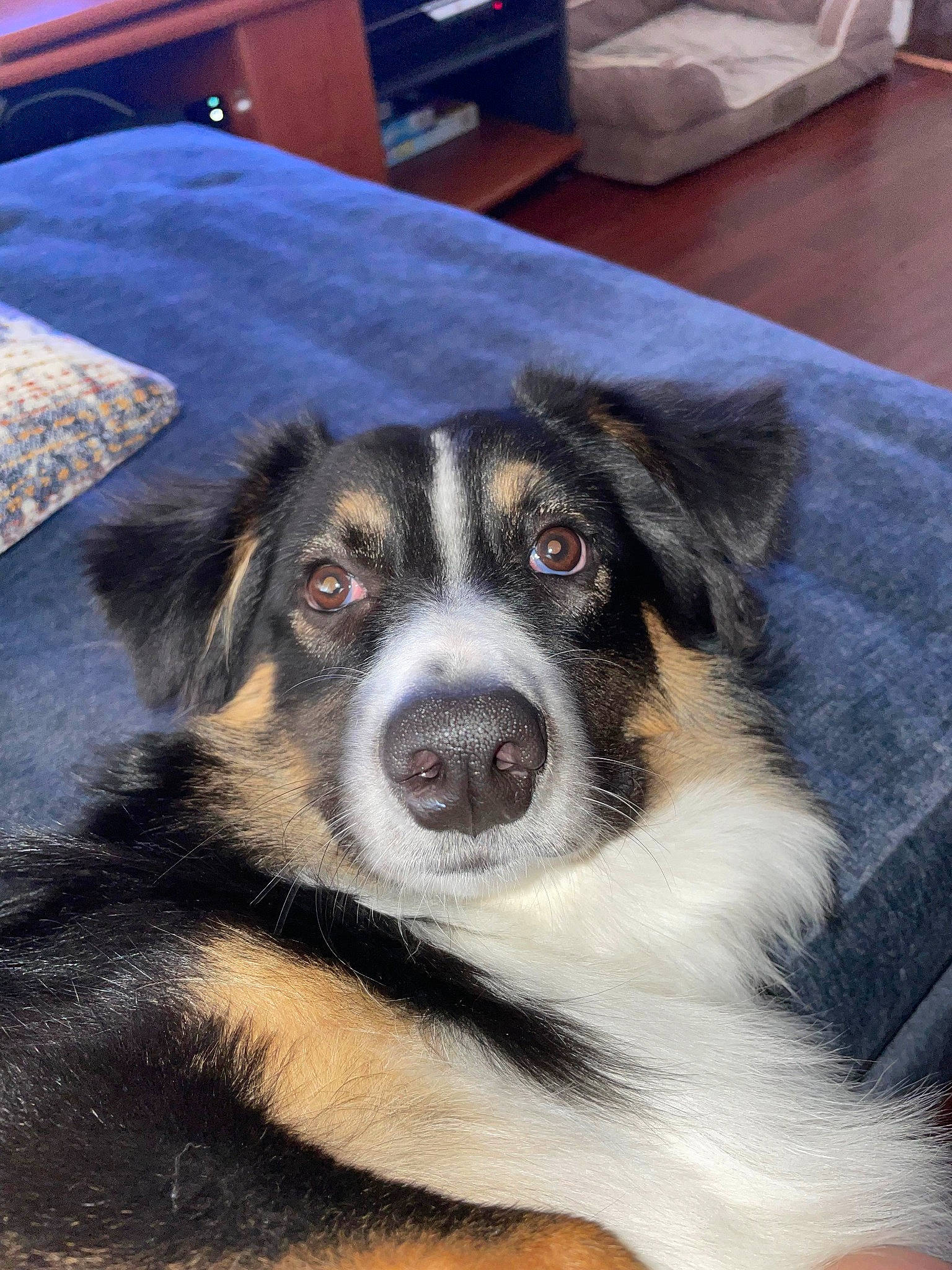 Kobe joined the competition — help win amazing prizes! cabinetry, carnivore, chest_of_drawers, companion_dog, cupboard, dog, dog_breed, drawer, fur, hardwood, herding_dog, snout, sporting_group, terrestrial_animal, whiskers, working_animal, working_dog