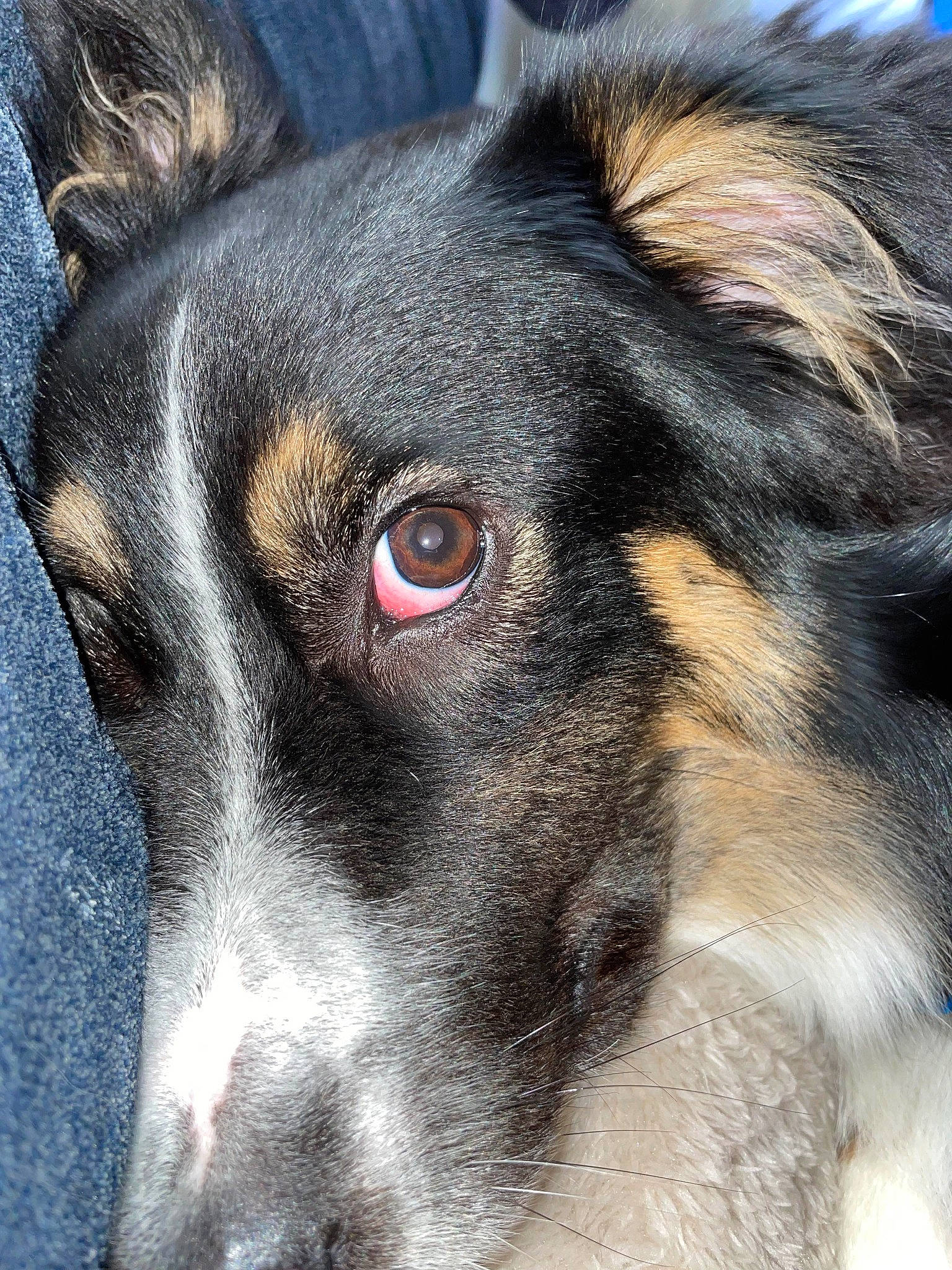 Kobe joined the competition — help win amazing prizes! ancient_dog_breeds, canidae, carnivore, close_up, companion_dog, dog, dog_breed, fur, guard_dog, herding_dog, snout, sporting_group, street_dog, terrestrial_animal, whiskers, working_animal, working_dog