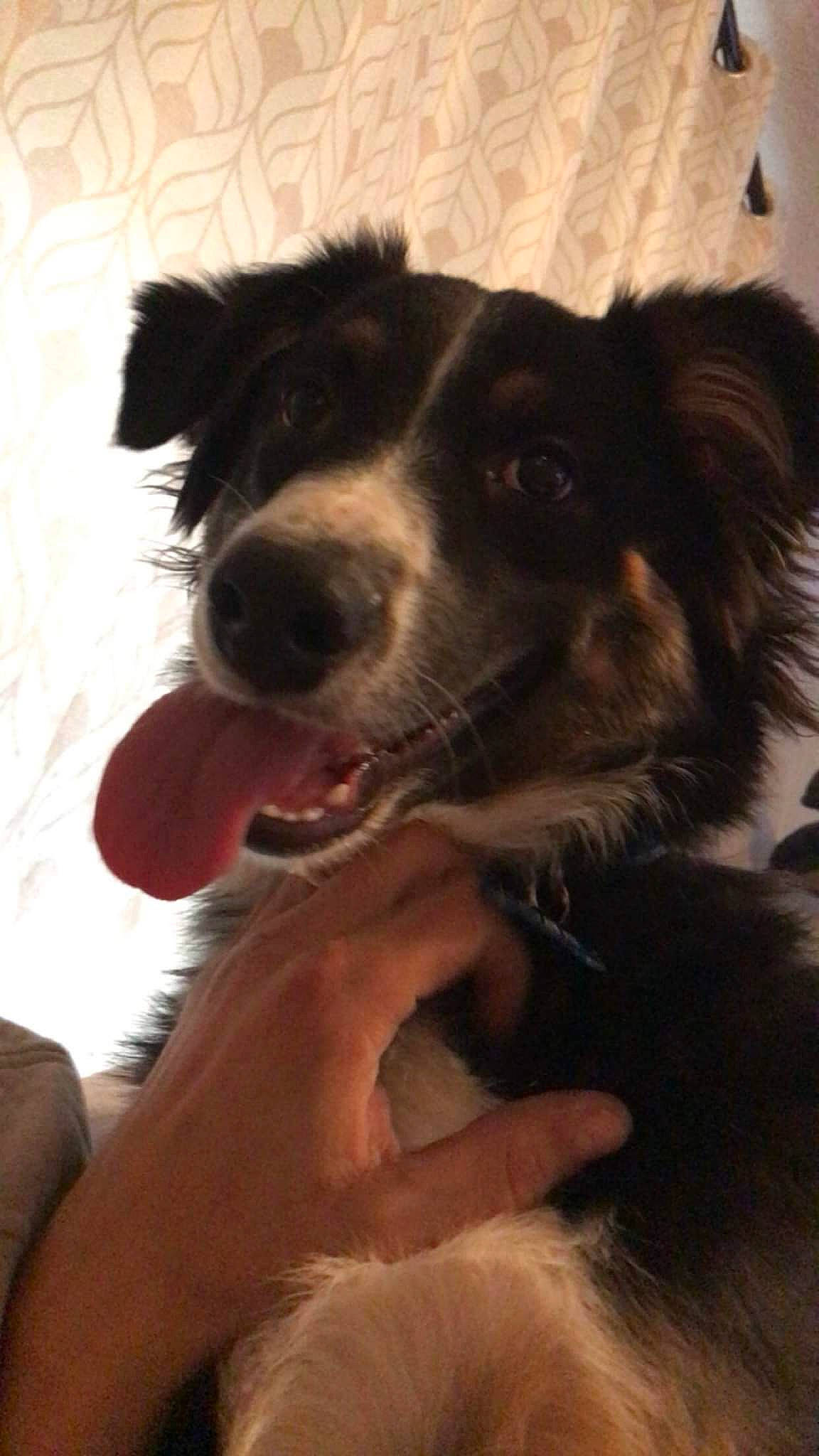 Kobe is registered to the contest to win money with this photo: border_collie, canidae, carnivore, companion_dog, dog, dog_breed, dog_collar, ear, fur, gesture, herding_dog, jaw, mammal, snout, sporting_group, texas_heeler, vertebrate, whiskers, working_animal, working_dog