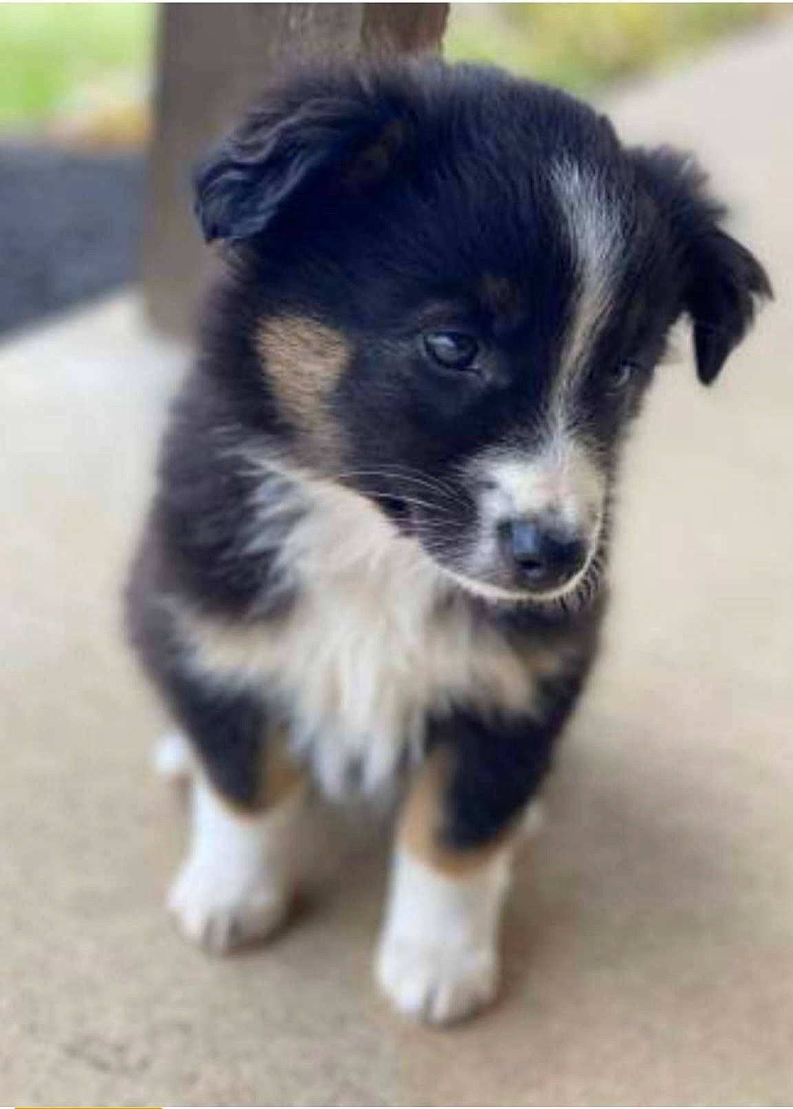 Kobe joined the competition — help win amazing prizes! australian_shepherd, border_collie, canidae, carnivore, companion_dog, dog, dog_breed, fur, herding_dog, puppy, sporting_group, terrestrial_animal, toy_dog, whiskers, working_animal, working_dog