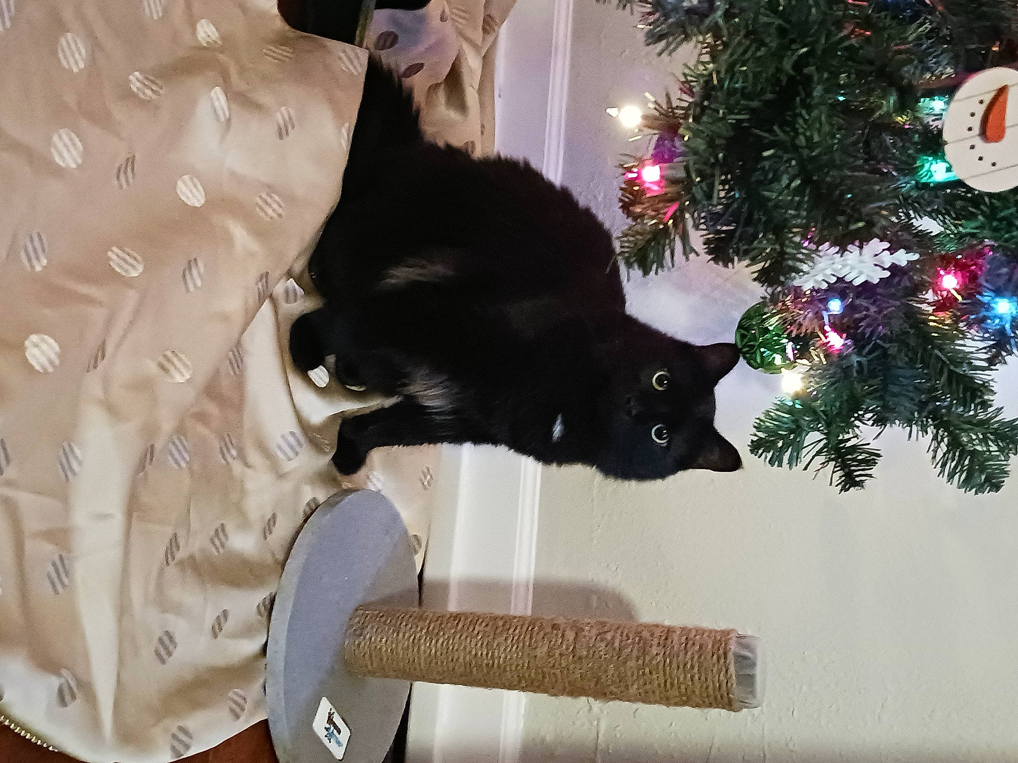 Bellamy is registered to the contest to win money with this photo: black_cat, carnivore, cat, cat_supply, christmas_ornament, christmas_tree, comfort, conifer, domestic_short_haired_cat, event, felidae, fur, holiday_ornament, ornament, plant, small_to_medium_sized_cats, tail, tints_and_shades, tree, whiskers