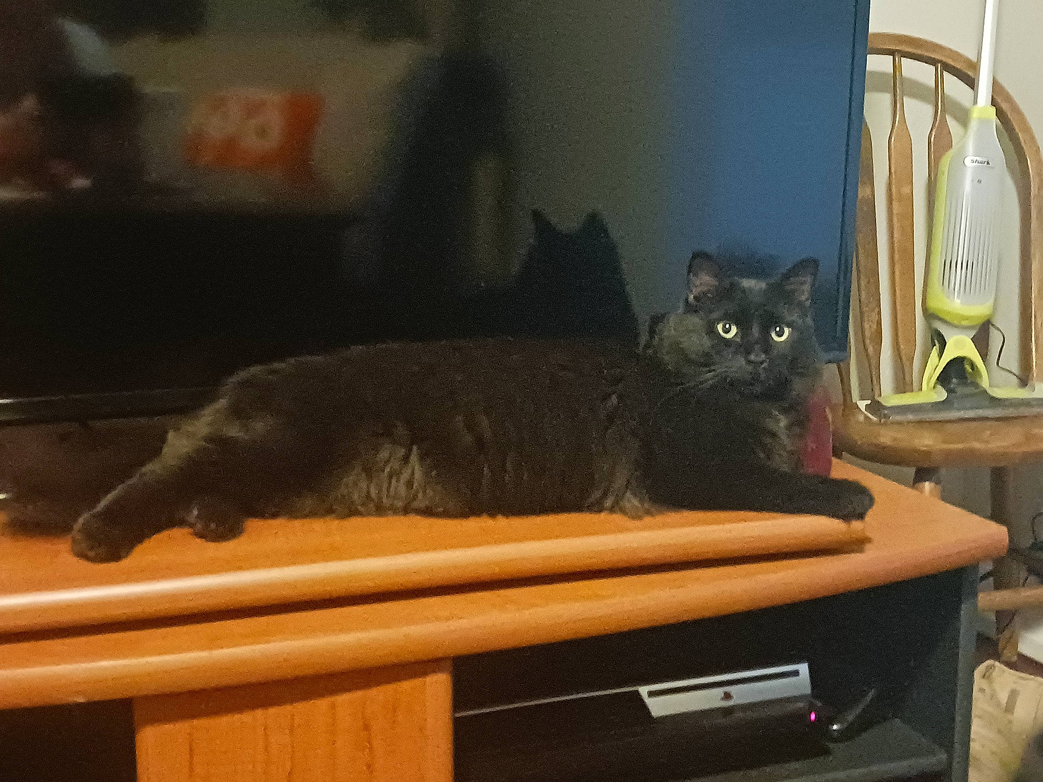 Bellamy is registered to the contest to win money with this photo: black_cat, carnivore, cat, cat_supply, comfort, domestic_short_haired_cat, drawer, felidae, fur, grey, hardwood, pet_supply, room, shelving, small_to_medium_sized_cats, table, tail, whiskers, wood, wood_stain