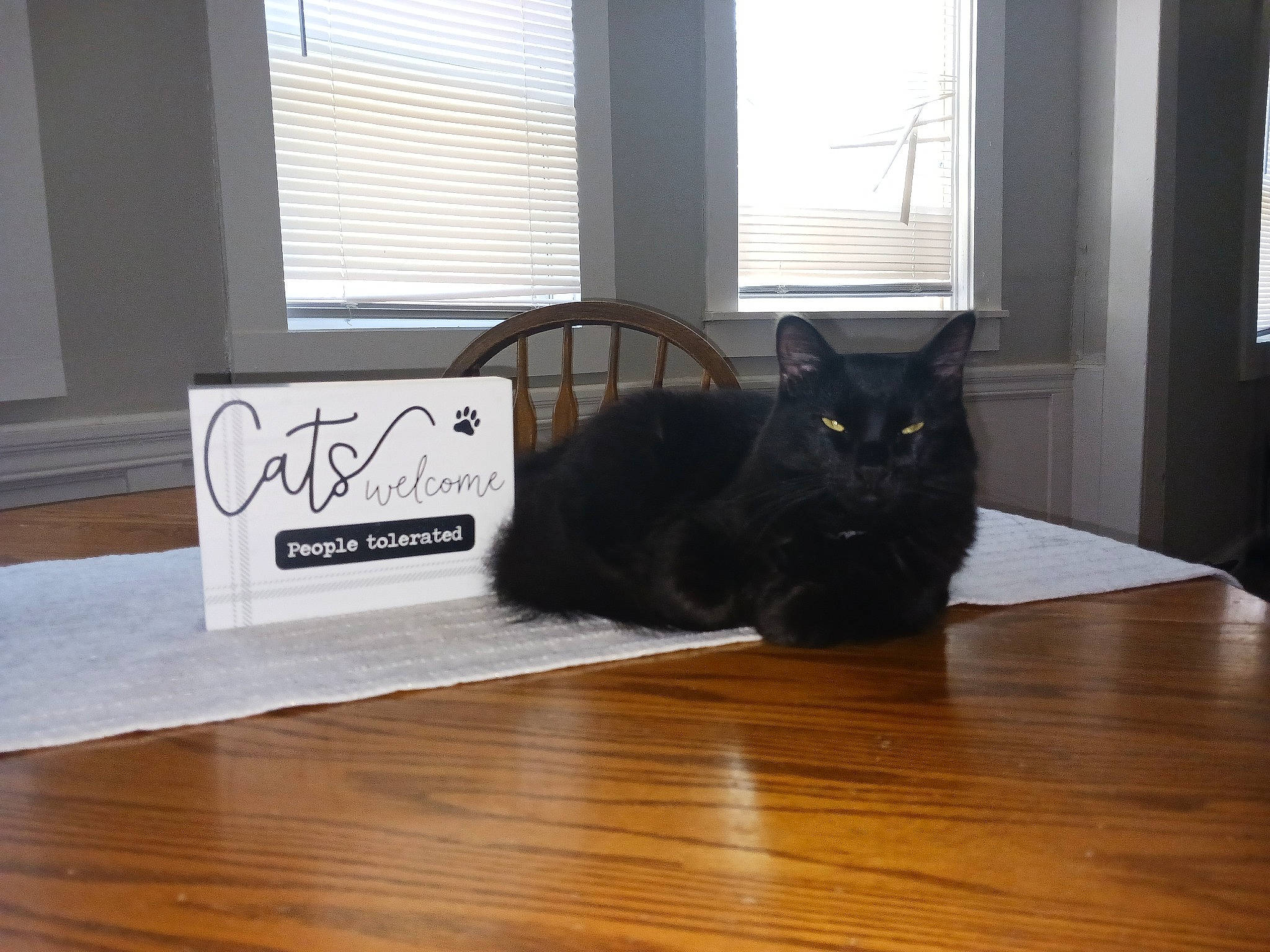 Bellamy joined the competition — help win amazing prizes! black_cat, carnivore, cat, comfort, felidae, floor, flooring, grey, hardwood, laminate_flooring, mammal, rectangle, small_to_medium_sized_cats, table, tail, whiskers, window, window_blind, wood, wood_stain