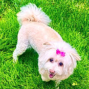 Porsha is registered to the contest to win money with this photo: dog, white_dog, bow, grass, outdoor, pet, cute, fluffy, happy, animal, small_dog, greenery, nature, tongue_out, fur, playful, looking_up, summer, adorable, companion