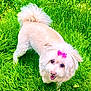 dog, white_dog, bow, grass, outdoor, pet, cute, fluffy, happy, animal, small_dog, greenery, nature, tongue_out, fur, playful, looking_up, summer, adorable, companion