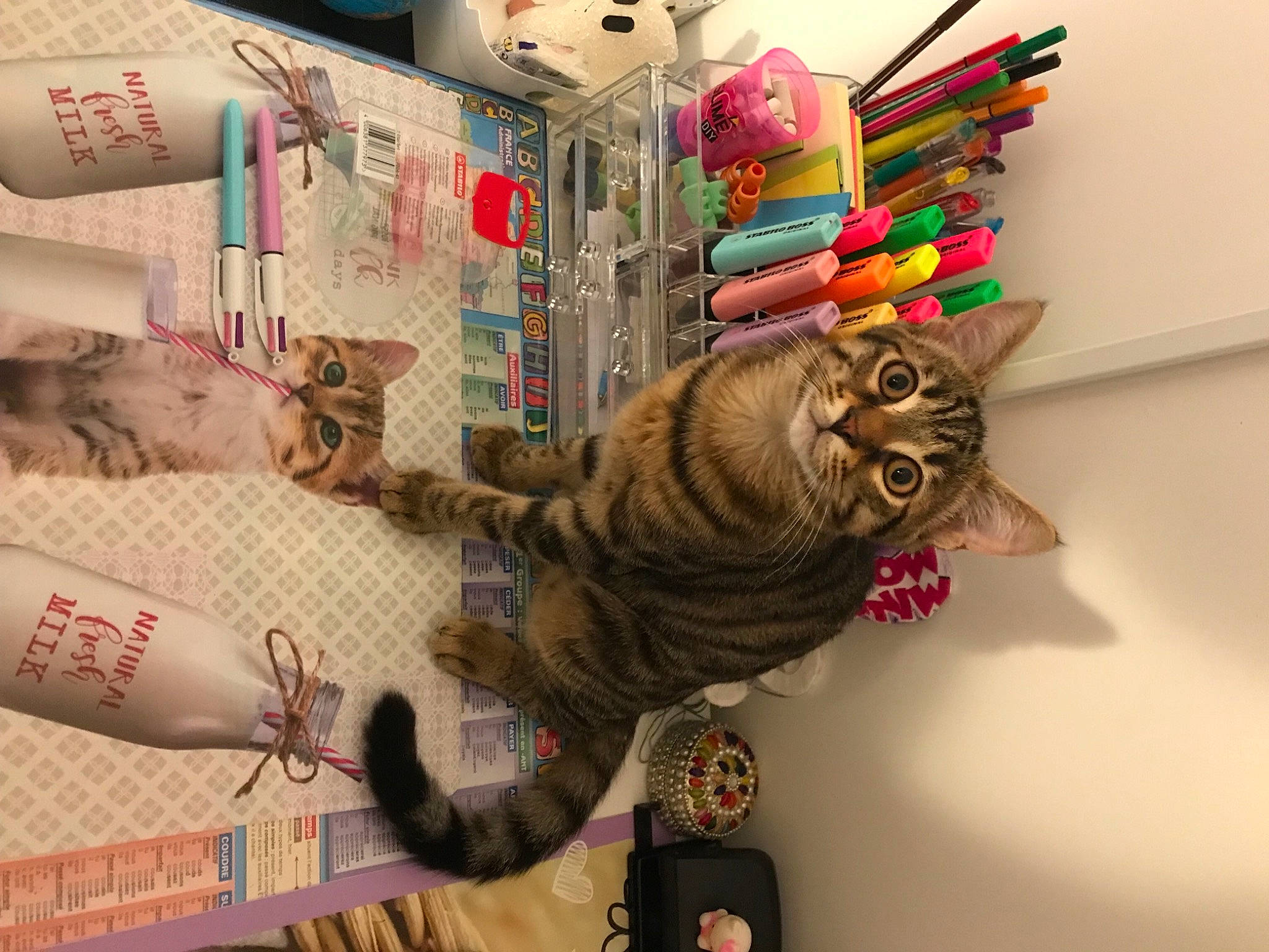 Sasuke a rejoint le concours — aidez-le/la à gagner de superbes lots ! art, carmine, domestic_short_haired_cat, felidae, fur, paper, paper_product, product, room, sculpture, small_to_medium_sized_cats, tail, textile, thread, toy, visual_arts, whiskers, wood