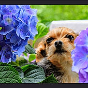 Chloe is registered to the contest to win money with this photo: dog, flower, hydrangea, purple_flower, green_leaf, pet, animal, outdoor, nature, cute, small_dog, fur, face, portrait, closeup, garden, plant, summer, leaf, canine