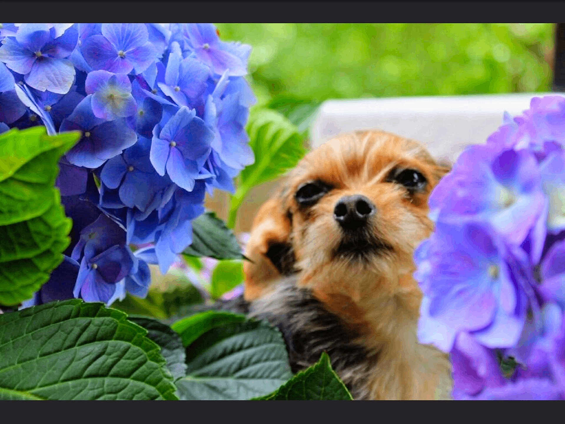 Chloe is registered to the contest to win money with this photo: dog, flower, hydrangea, purple_flower, green_leaf, pet, animal, outdoor, nature, cute, small_dog, fur, face, portrait, closeup, garden, plant, summer, leaf, canine