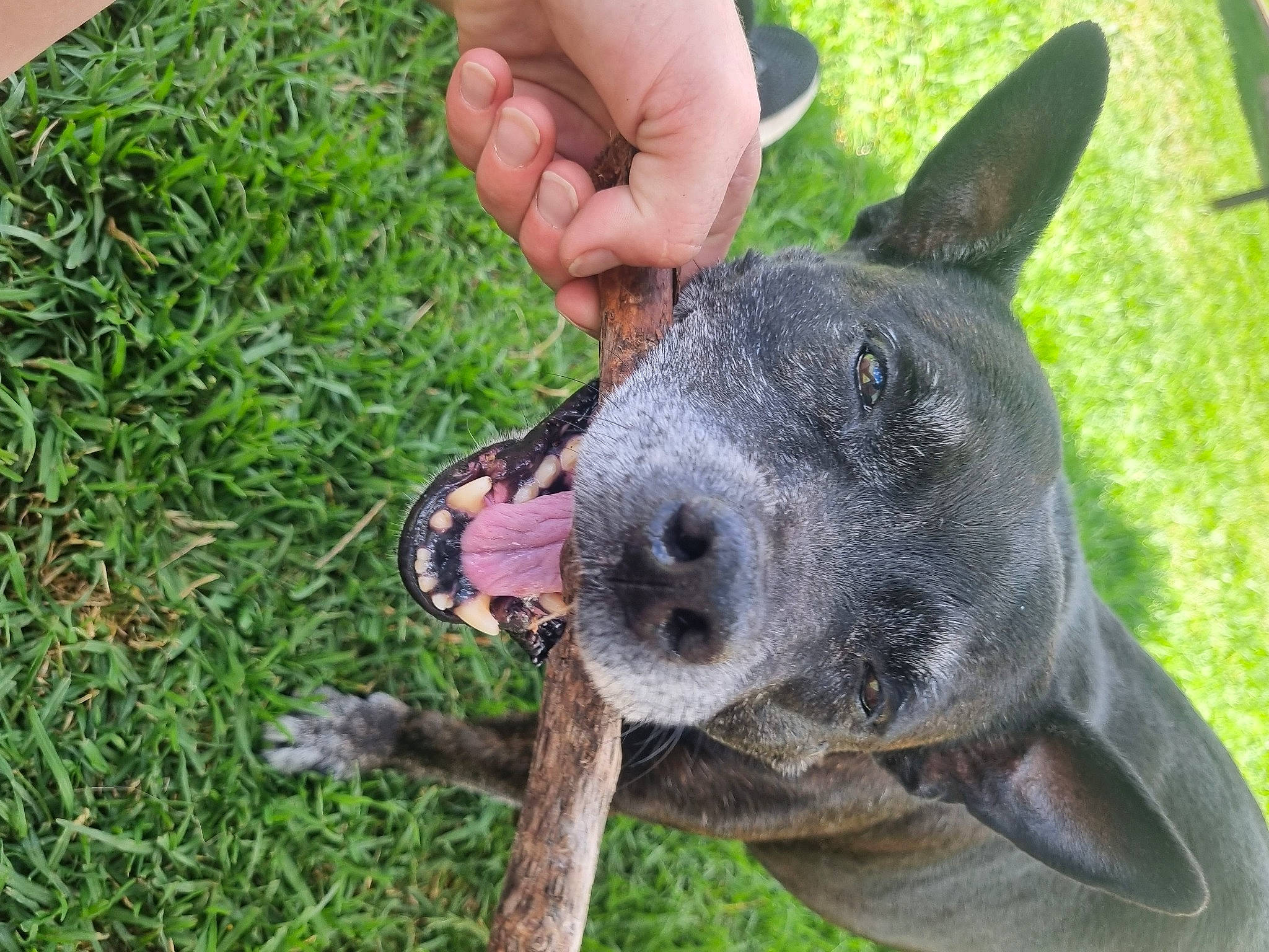 Sapphire is registered to the contest to win money with this photo: carnivore, dog, dog_breed, fawn, grass, non_sporting_group, plant, snout, sporting_group, terrestrial_animal, terrestrial_plant, whiskers, working_animal