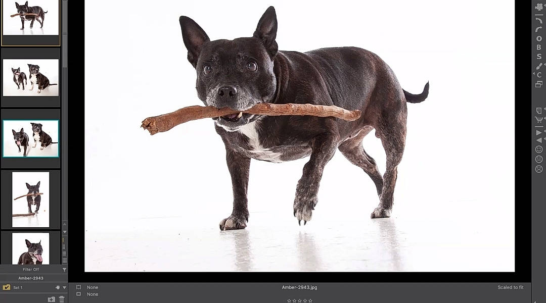 Sapphire joined the competition — help win amazing prizes! ancient_dog_breeds, canidae, carnivore, collar, companion_dog, dog, dog_breed, dog_collar, fawn, guard_dog, non_sporting_group, sporting_group, tail, terrestrial_animal, working_animal, working_dog