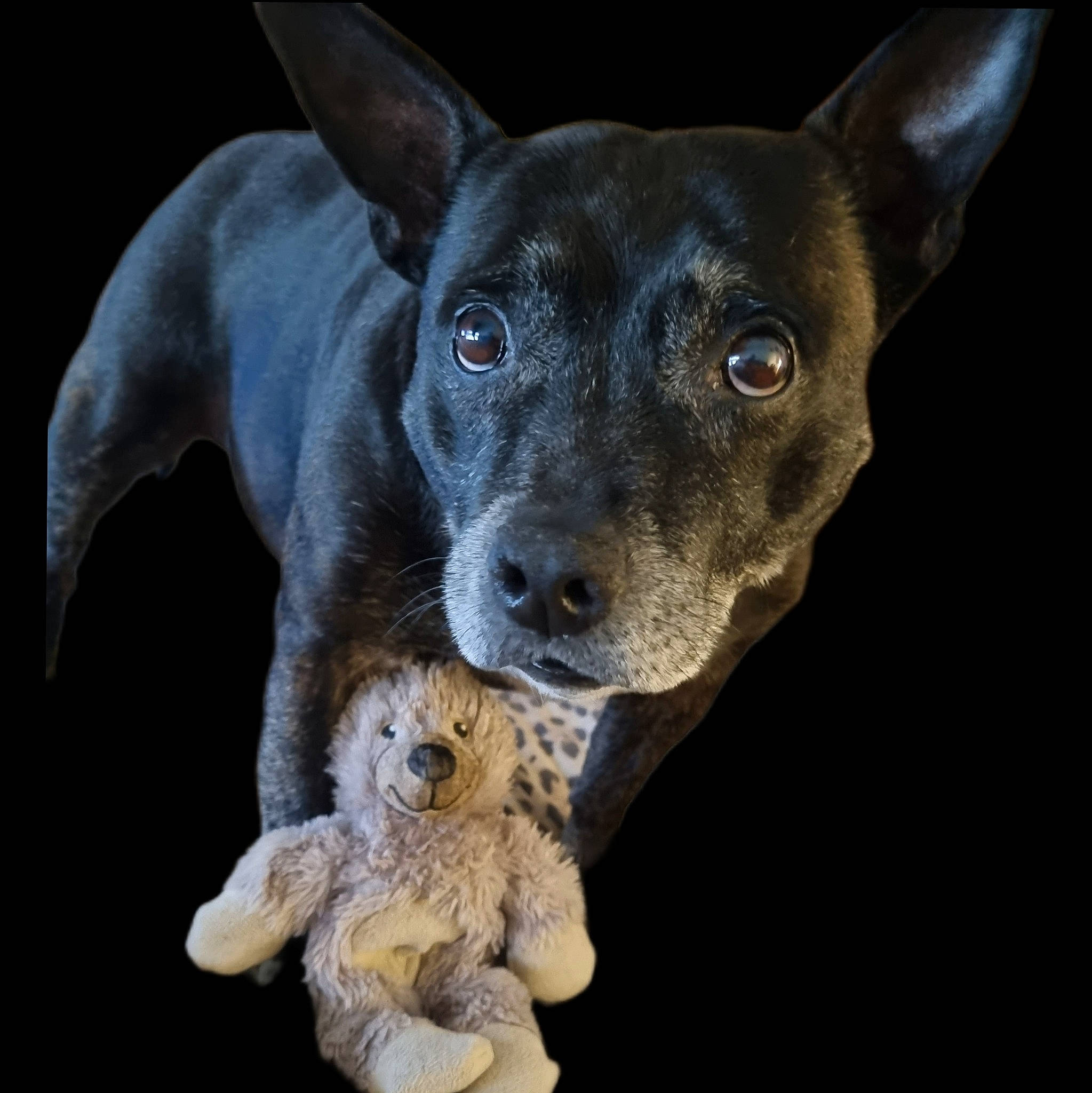 Sapphire joined the competition — help win amazing prizes! art, canidae, carnivore, companion_dog, dog, dog_breed, ear, eye, fawn, fur, snout, sporting_group, terrestrial_animal, toy_dog, whiskers, working_animal