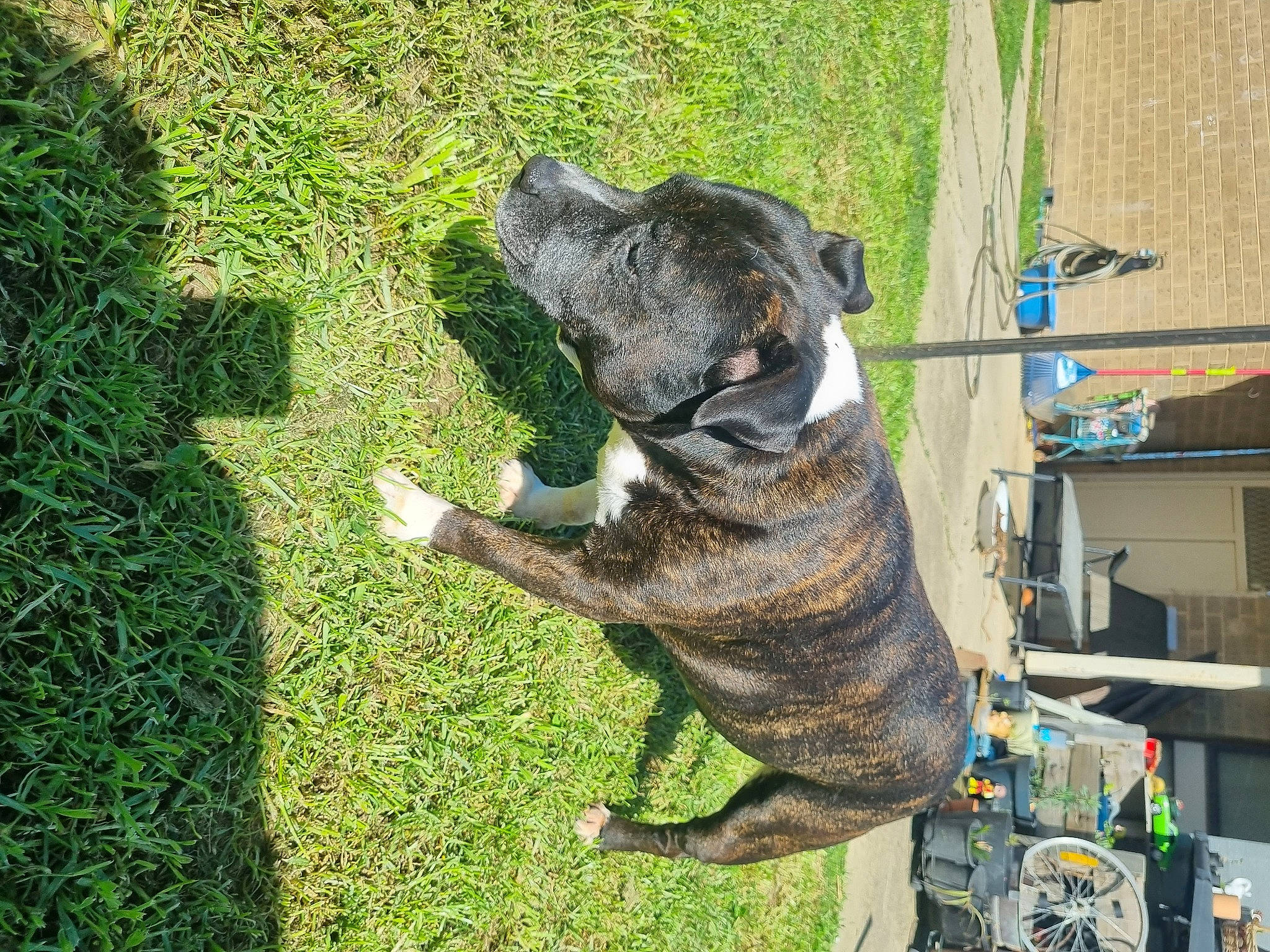 Boof joined the competition — help win amazing prizes! canidae, carnivore, claw, companion_dog, dog, dog_breed, fawn, fish, grass, groundcover, guard_dog, plant, reptile, snout, sporting_group, tail, terrestrial_animal, toy, window, working_animal