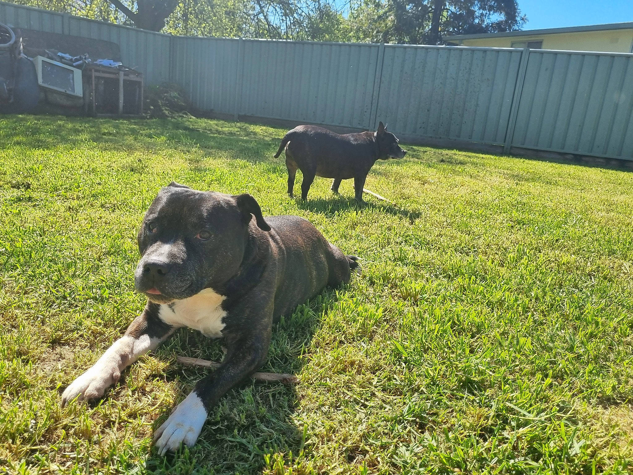 Boof is registered to the contest to win money with this photo: carnivore, companion_dog, dog_breed, fawn, fence, grass, grass_family, grassland, grazing, groundcover, landscape, lawn, livestock, meadow, plant, sky, snout, terrestrial_animal, tree, working_animal