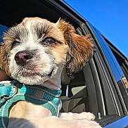 Roscoe is registered to the contest to win money with this photo: animal, blue_sky, brown_and_white, car, car_window, close_up, cute, dog, floppy_ears, harness, looking_at_camera, outdoor, passenger, pet, portrait, puppy, road_trip, sunlight, turquoise, vehicle