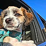 animal, blue_sky, brown_and_white, car, car_window, close_up, cute, dog, floppy_ears, harness, looking_at_camera, outdoor, passenger, pet, portrait, puppy, road_trip, sunlight, turquoise, vehicle