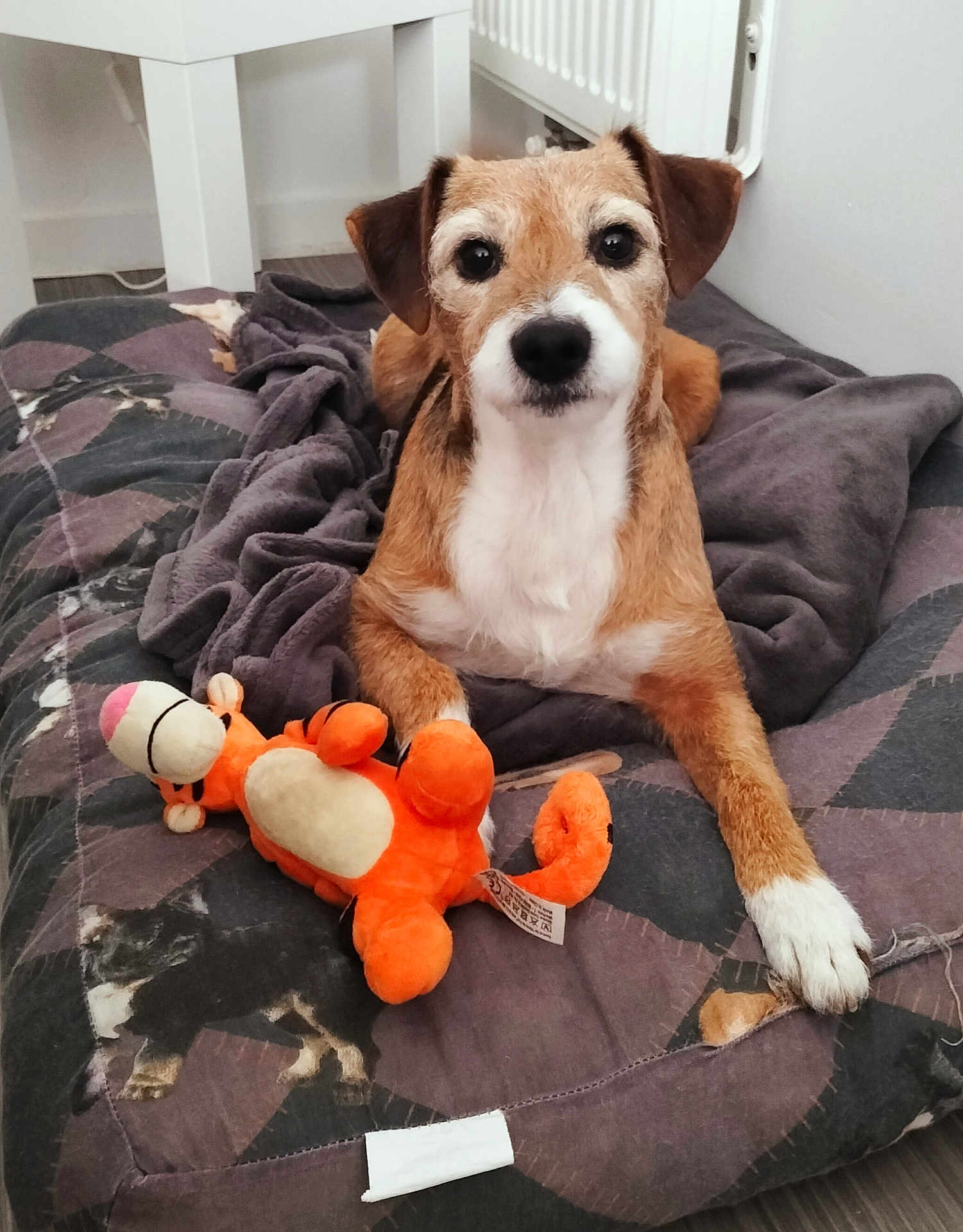 Junior participe au concours pour gagner de l'argent avec cette photo : dog, stuffed_toy, blanket, indoor, pet, brown, white, floor, toy, paw, looking, animal, furniture, radiator, cozy, resting, curious, soft_light, comfortable, home