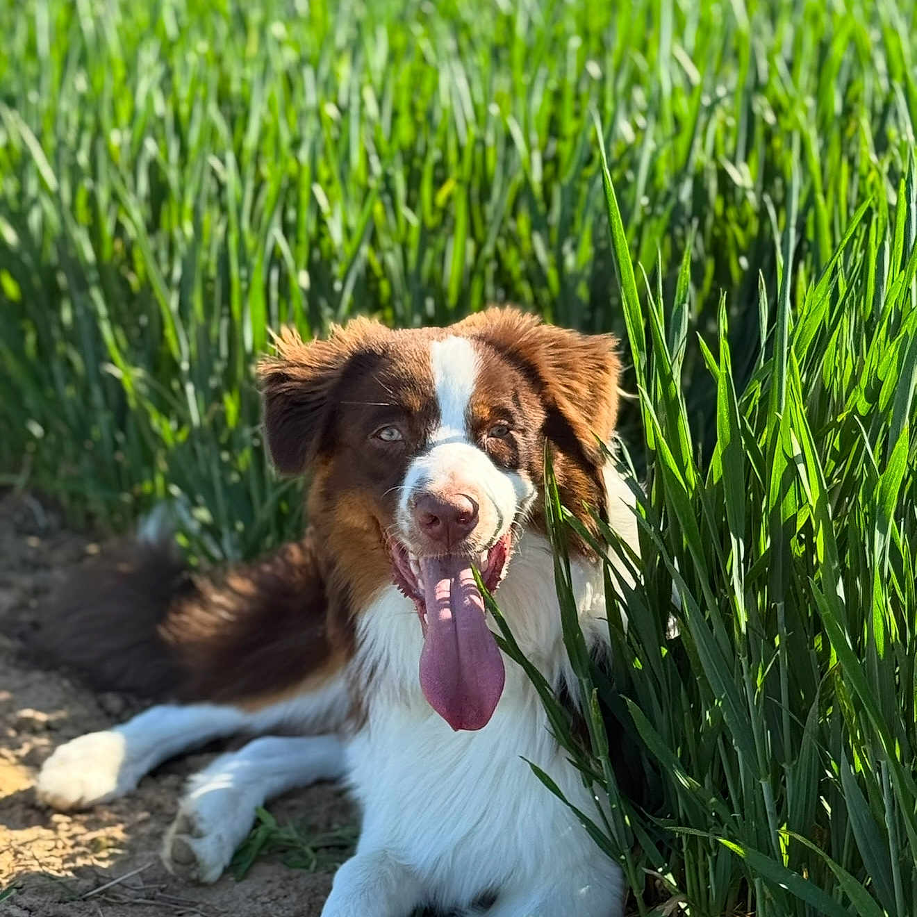 Taïko a rejoint le concours — aidez-le/la à gagner de superbes lots ! animal, brown, canine, daylight, dog, ears, field, fur, grass, happy, lying_down, muzzle, nature, outdoor, pet, playful, sunlight, tongue, tongue_out, white