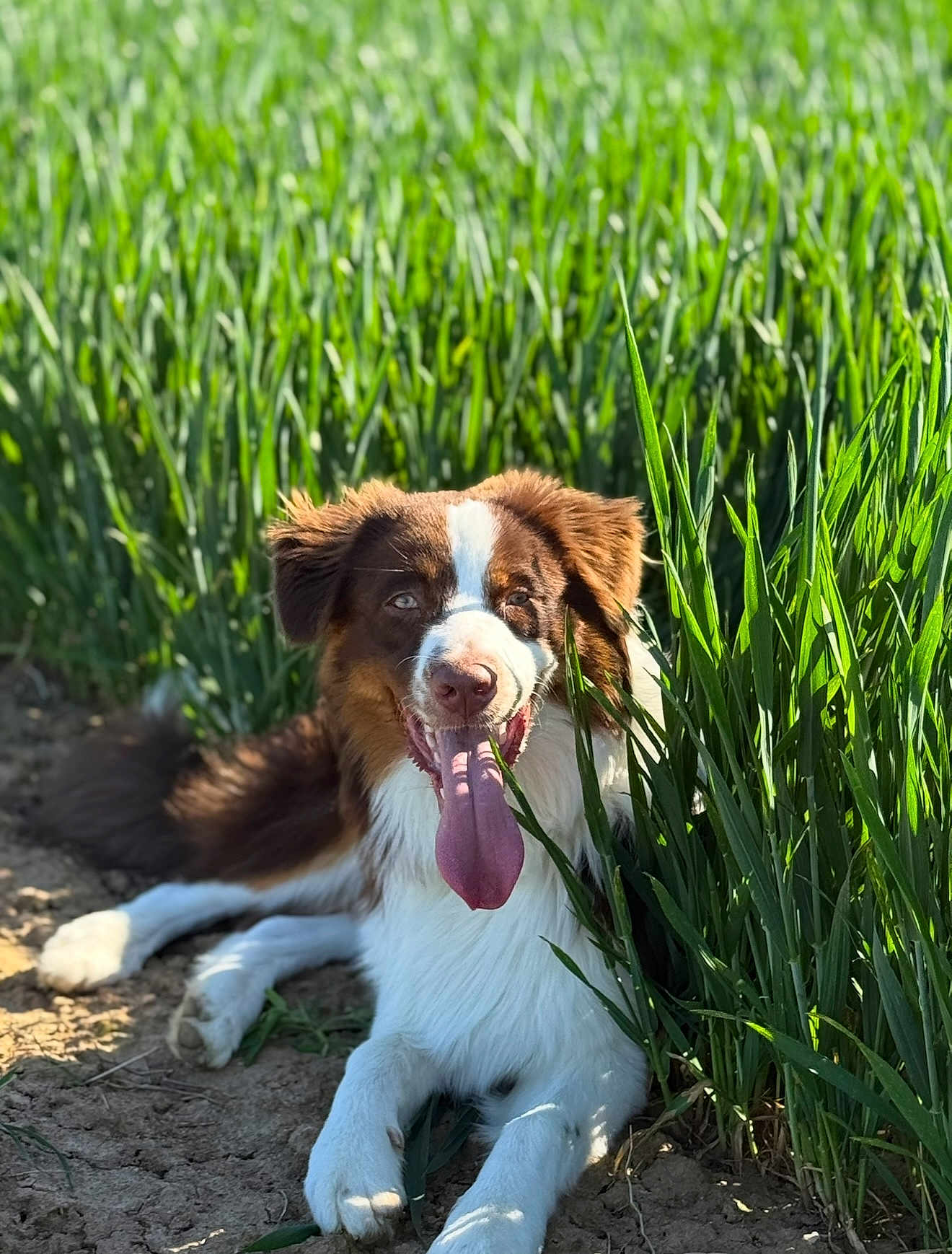 Taïko a rejoint le concours — aidez-le/la à gagner de superbes lots ! animal, brown, canine, daylight, dog, ears, field, fur, grass, happy, lying_down, muzzle, nature, outdoor, pet, playful, sunlight, tongue, tongue_out, white