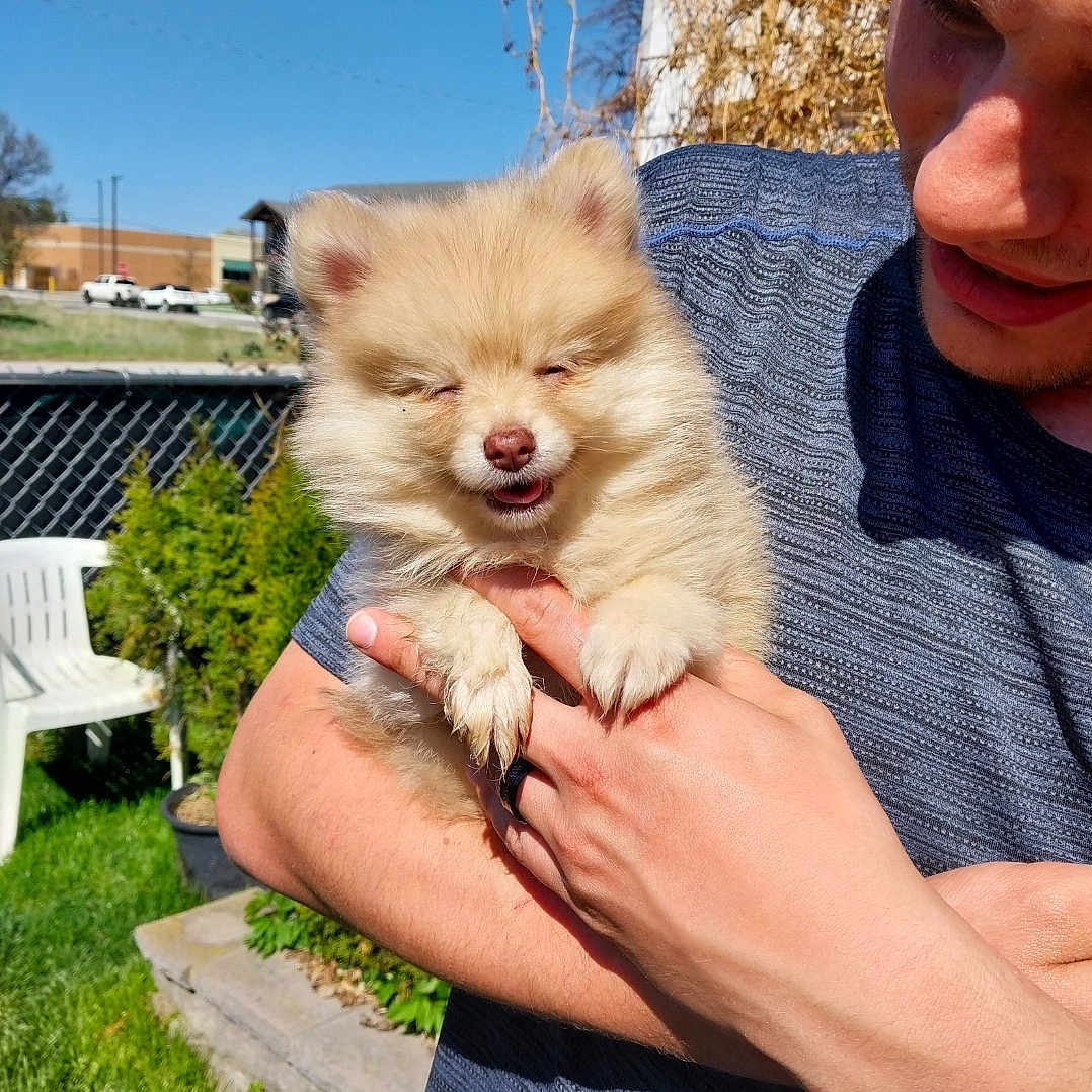 Pompom
