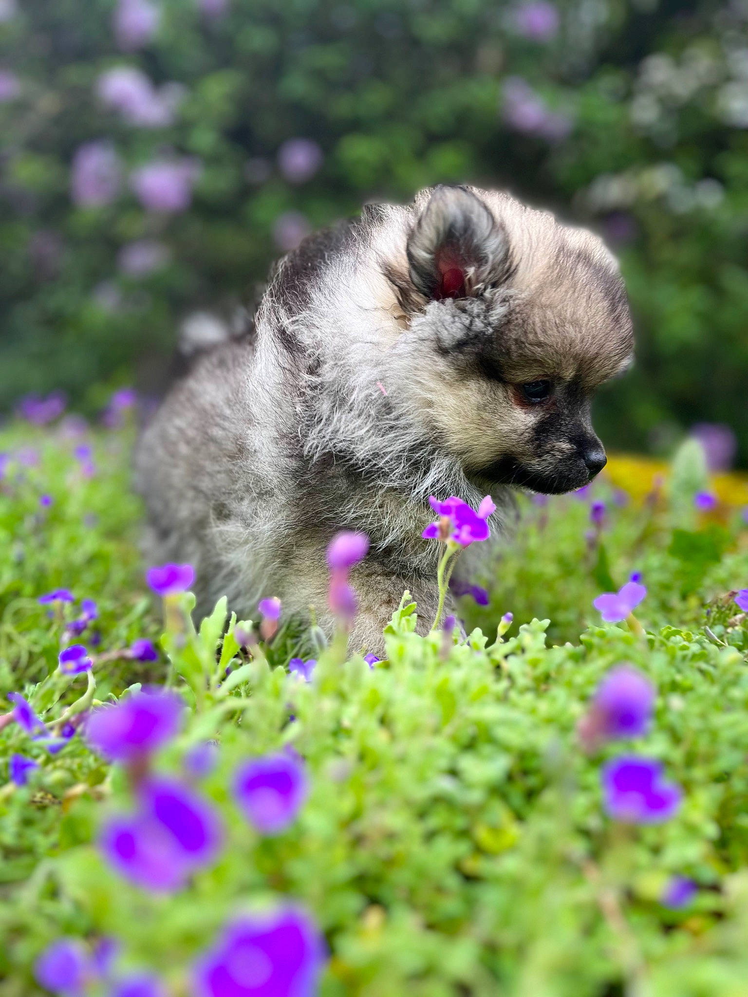 Howard participe au concours pour gagner de l'argent avec cette photo : annual_plant, canidae, carnivore, dog_breed, eye, fawn, flower, flowering_plant, garden, grass, groundcover, herbaceous_plant, lavender, petal, plant, primate, shrub, snout, terrestrial_animal, whiskers