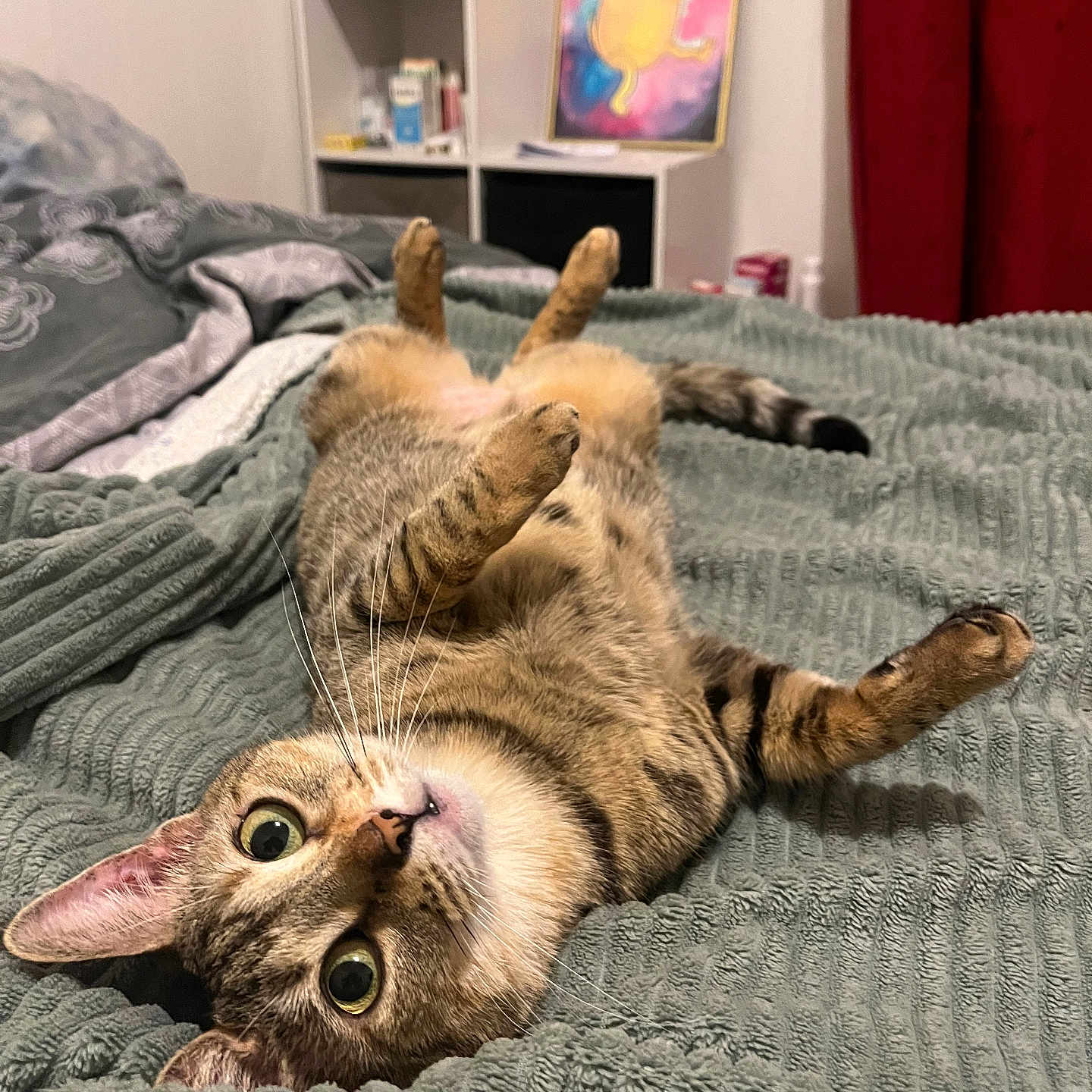 Suky participe au concours pour gagner de l'argent avec cette photo : abyssinian, animal, art, bed, bedroom, blanket, cat, computerhardware, couch, electronics, furniture, indoors, kitten, manx, painting, pet, quilt, room, screen, shelf