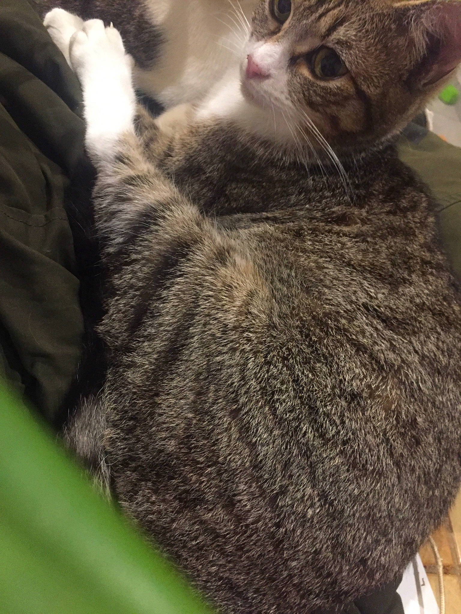 Xéna a rejoint le concours — aidez-le/la à gagner de superbes lots ! asian, california_spangled, carnivore, cat, claw, domestic_short_haired_cat, dragon_li, european_shorthair, felidae, fur, german_rex, mammal, pixie_bob, small_to_medium_sized_cats, snout, tabby_cat, whiskers