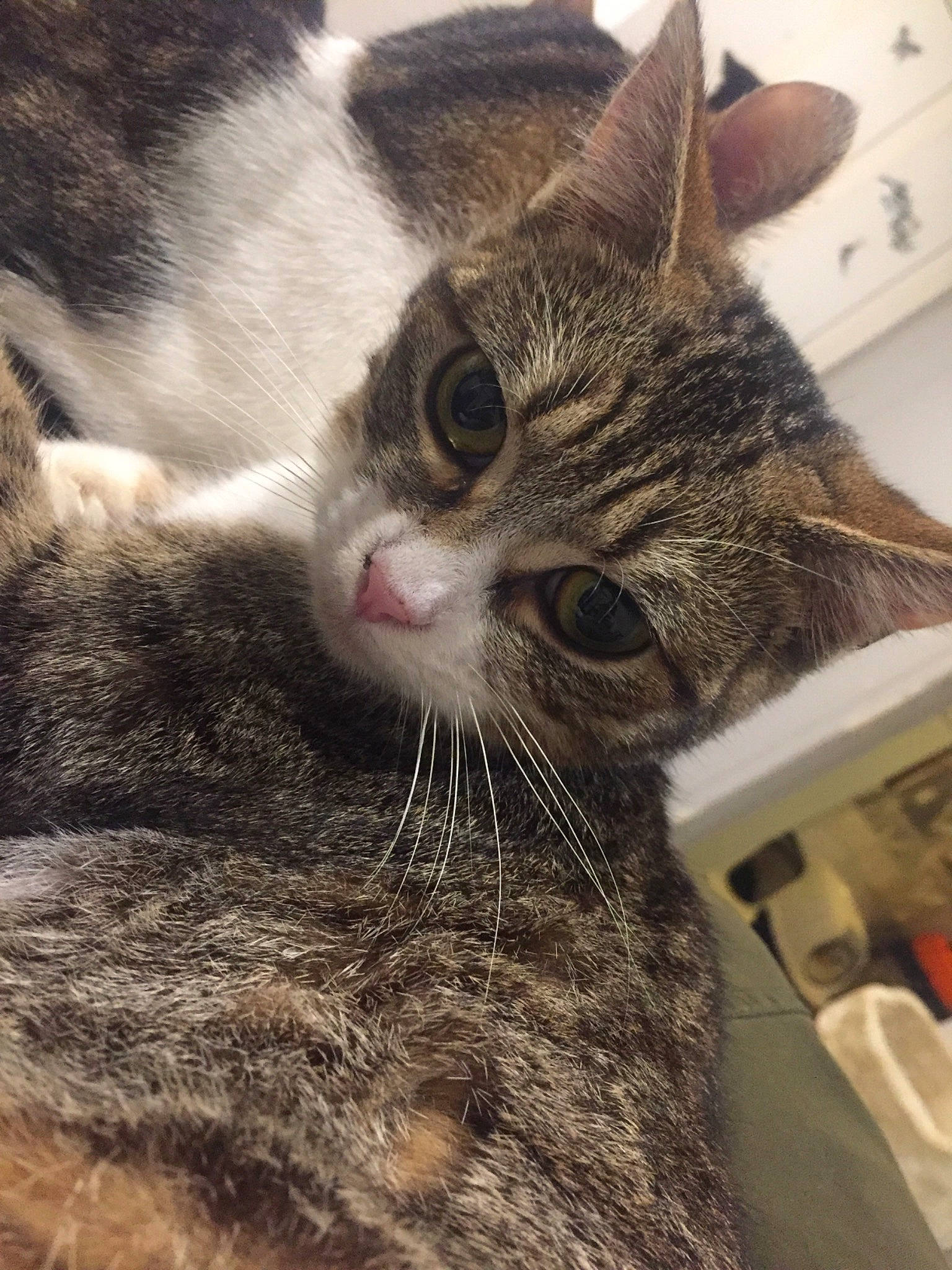 Xéna a rejoint le concours — aidez-le/la à gagner de superbes lots ! aegean_cat, american_wirehair, asian, carnivore, cat, domestic_short_haired_cat, dragon_li, european_shorthair, eye, felidae, fur, kitten, small_to_medium_sized_cats, snout, tabby_cat, whiskers