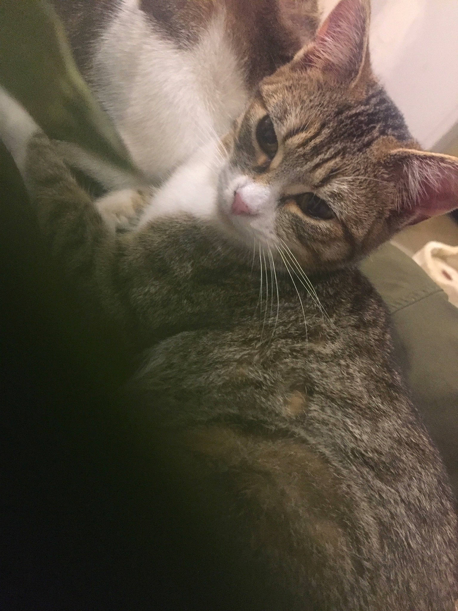 Xéna a rejoint le concours — aidez-le/la à gagner de superbes lots ! aegean_cat, american_wirehair, asian, carnivore, cat, domestic_short_haired_cat, dragon_li, european_shorthair, felidae, fur, kitten, small_to_medium_sized_cats, snout, tabby_cat, whiskers