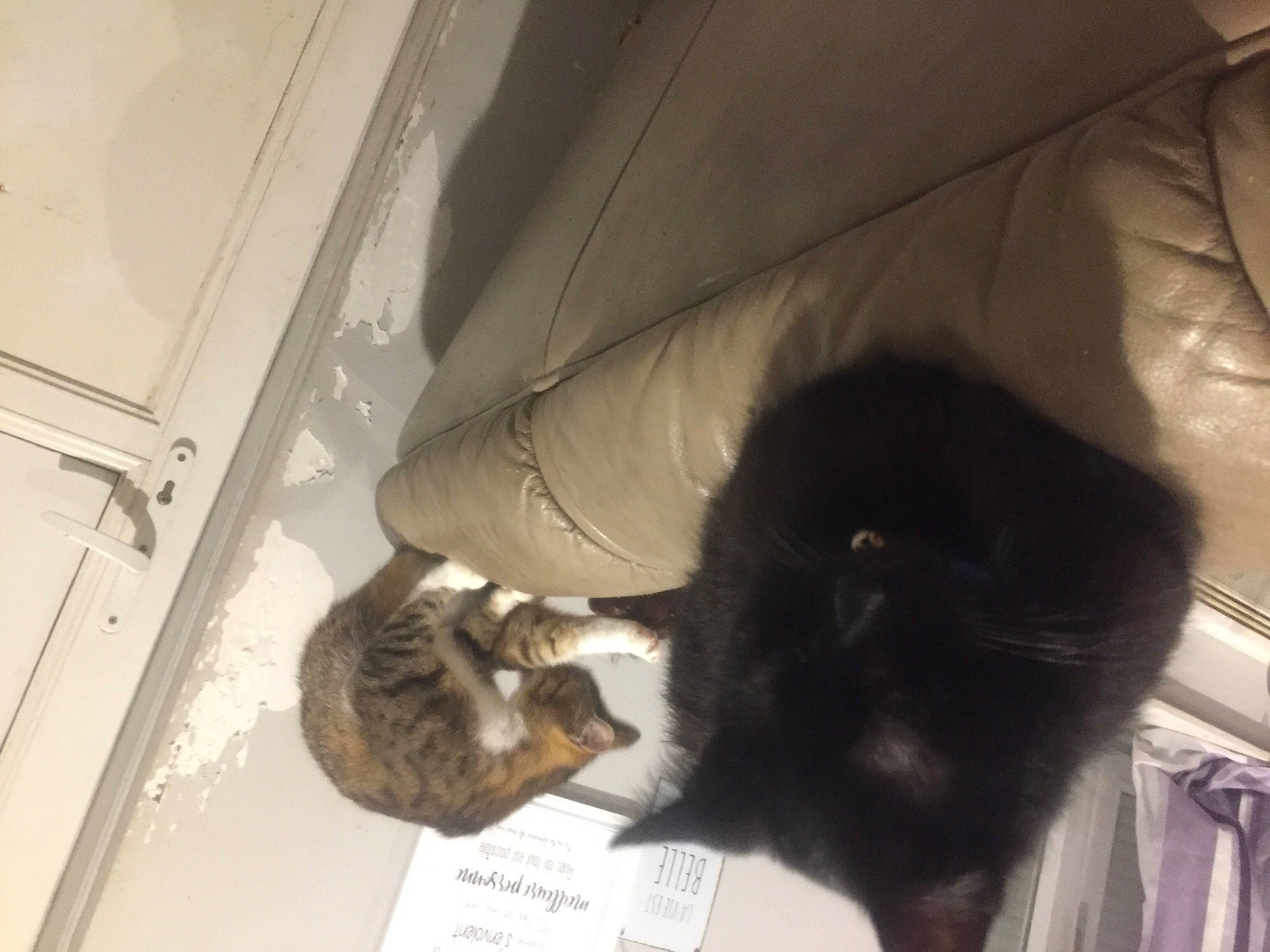 Beb participe au concours pour gagner de l'argent avec cette photo : carnivore, cat, domestic_short_haired_cat, felidae, fur, hair, long_hair, small_to_medium_sized_cats, tail, whiskers