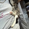 bed, blanket, cat, comfort, cozy, domestic, feline, gray, hand, human, indoor, nap, paw, person, relaxation, resting, sleeping, soft, warm, white
