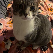 Luna is registered to the contest to win money with this photo: cat, pet, animal, feline, indoor, blanket, patterned_blanket, pink, halloween_theme, spider_webs, cute, curious, sitting, fur, whiskers, bed, comfort, domestic, closeup, looking_up