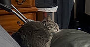 Luna is registered to the contest to win money with this photo: cat, gray_cat, sleeping, pillow, bedroom, dresser, curtains, indoor, furniture, cozy, resting, pet, animal, soft_light, quiet, relaxation, home, domestic, cable, shadow