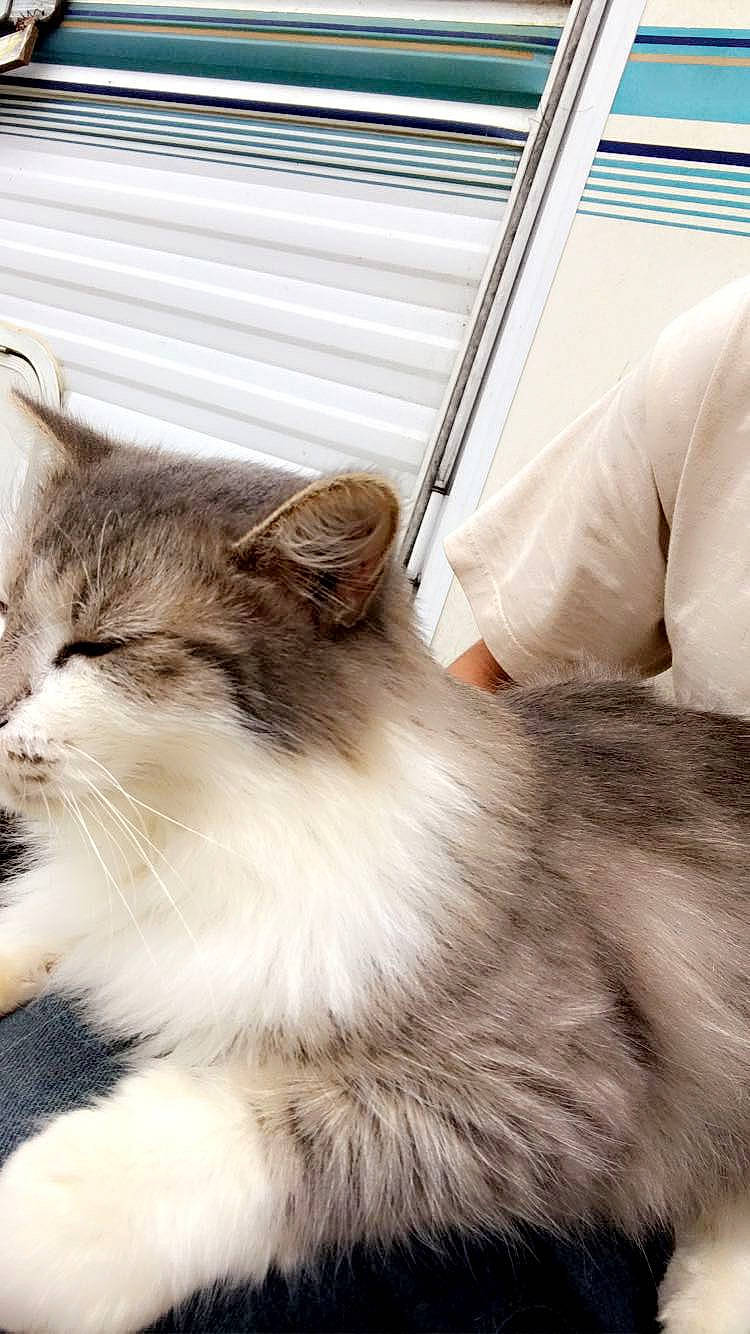 Baker joined the competition — help win amazing prizes! carnivore, cat, claw, comfort, domestic_short_haired_cat, felidae, fur, paw, sitting, small_to_medium_sized_cats, snout, tail, terrestrial_animal, whiskers, window, wood