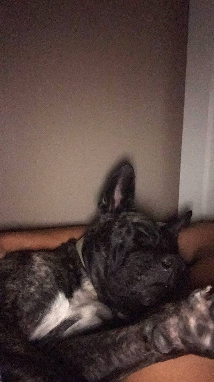 Stella joined the competition — help win amazing prizes! boston_terrier, canidae, carnivore, comfort, companion_dog, dog, dog_breed, ear, fawn, felidae, fur, jaw, nap, paw, room, small_to_medium_sized_cats, snout, sporting_group, tail, whiskers