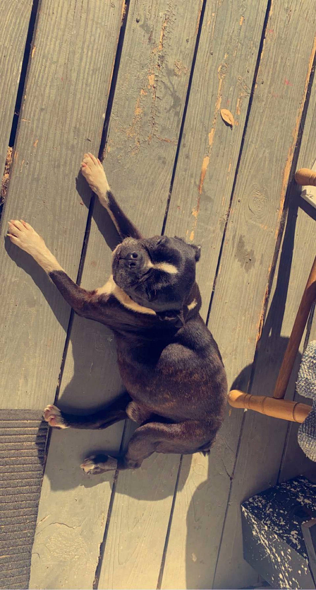 Bugz joined the competition — help win amazing prizes! art, carnivore, fawn, felidae, fur, hat, leg, metal, plant, sculpture, small_to_medium_sized_cats, snout, stuffed_toy, sunglasses, tail, tints_and_shades, toy, tree, whiskers, wood