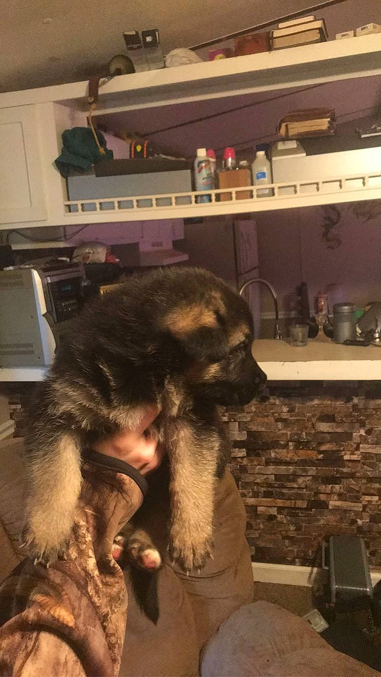 Smokey is registered to the contest to win money with this photo: animal_product, canidae, carnivore, companion_dog, dog, dog_breed, flesh, flooring, fur, fur_clothing, kitchen, kitchen_appliance, natural_material, room, snout, sporting_group