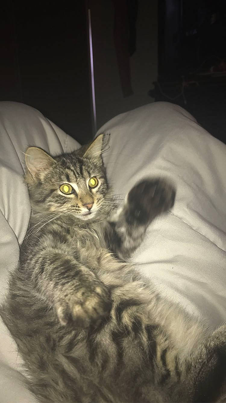 Leo And Kilo joined the competition — help win amazing prizes! bed, carnivore, cat, claw, comfort, darkness, domestic_short_haired_cat, door, eye, felidae, fur, grey, monochrome_photography, paw, sitting, small_to_medium_sized_cats, snout, tail, terrestrial_animal, whiskers