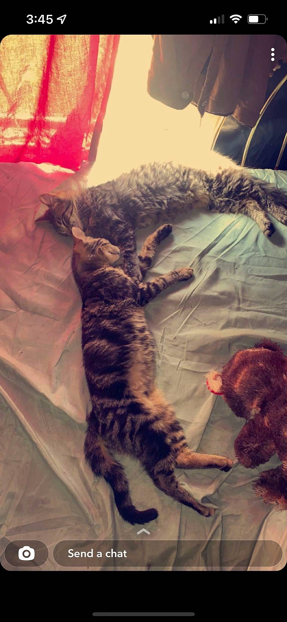 Leo And Kilo joined the competition — help win amazing prizes! bed, carnivore, cat, claw, comfort, domestic_short_haired_cat, felidae, fur, linens, nap, paw, sand, sleep, small_to_medium_sized_cats, tail, toy, whiskers