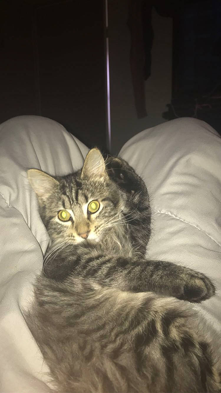 Leo And Kilo is registered to the contest to win money with this photo: bed, carnivore, cat, comfort, darkness, domestic_short_haired_cat, door, ear, felidae, fur, grey, linens, paw, sitting, small_to_medium_sized_cats, snout, tail, terrestrial_animal, whiskers