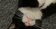 Romeo joined the competition — help win amazing prizes! animal, black_and_white, carpet, cat, cozy, cute, domestic_cat, feline, fur, indoor, lying_down, mammal, pet, pink_nose, relaxed, resting, sleeping, small_animal, upside_down, whiskers