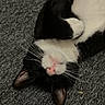 Romeo joined the competition — help win amazing prizes! cat, black_and_white, pet, animal, lying_down, upside_down, carpet, whiskers, pink_nose, fur, cute, domestic_cat, relaxed, sleeping, indoor, mammal, small_animal, feline, resting, cozy