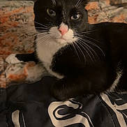 Romeo is registered to the contest to win money with this photo: animal, bed, black_and_white, blanket, cat, cozy, curious, domestic_cat, feline, fur, home, indoor, looking, mammal, pet, pink_nose, resting, soft_lighting, tuxedo_cat, whiskers