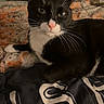 cat, tuxedo_cat, pet, indoor, bed, blanket, whiskers, pink_nose, black_and_white, fur, animal, domestic_cat, resting, looking, curious, cozy, soft_lighting, feline, mammal, home