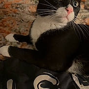 Romeo is registered to the contest to win money with this photo: cat, tuxedo_cat, indoor, pet, animal, feline, whiskers, black_and_white, blanket, fabric, close_up, curious, sitting, portrait, domestic_animal, fur, pink_nose, relaxed, eyes, home