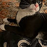 cat, tuxedo_cat, indoor, pet, animal, feline, whiskers, black_and_white, blanket, fabric, close_up, curious, sitting, portrait, domestic_animal, fur, pink_nose, relaxed, eyes, home