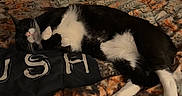 Romeo is registered to the contest to win money with this photo: cat, black_and_white, sleeping, blanket, indoor, cozy, pet, feline, resting, fur, paw, comfort, bedroom, dark, quiet, animal, domestic, cute, relaxed, patterned