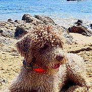 Lucette participe au concours pour gagner de l'argent avec cette photo : animal, beach, canine, coast, curly_hair, daytime, dog, fur, nature, outdoor, pet, relaxed, rocks, sailboat, sand, sea, shore, summer, sunny, water