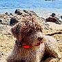 animal, beach, canine, coast, curly_hair, daytime, dog, fur, nature, outdoor, pet, relaxed, rocks, sailboat, sand, sea, shore, summer, sunny, water