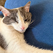 Muusaa is registered to the contest to win money with this photo: cat, pet, feline, relaxed, closeup, indoor, fur, whiskers, pink_nose, blue_background, texture, animal, sleepy, cute, resting, domestic_animal, portrait, cozy, soft_light